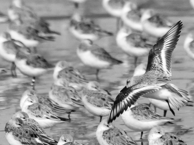 Baie de Somme